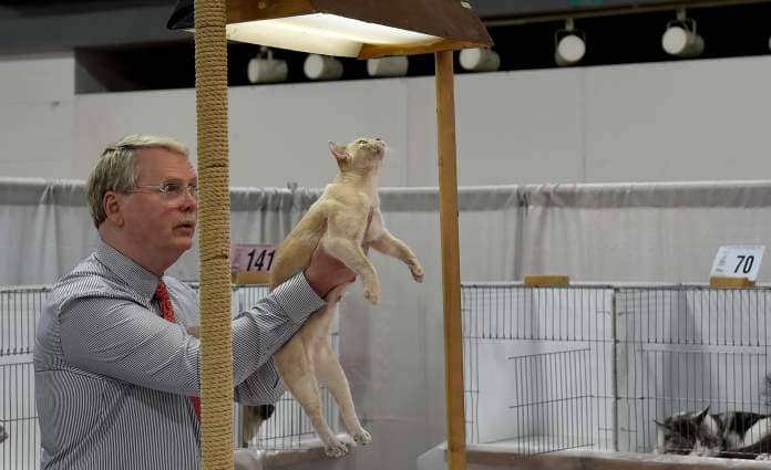 March 9, 2024: Brian Pearson, an all-breed judge, holds "Akemi," a lilac cream European Burmese from Kansas City who won best cat in a championship round at the Crab & Mallet all-breed cat show, held this weekend at the Timonium Fairgrounds. (Barbara Haddock Taylor/Staff)