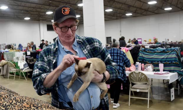 Andy Bell of Ellicott City brushes his Tonkinese cat Tavey at the Crab & Mallet Cat Club's all-breed cat show, held this weekend at the Timonium Fairgrounds. (Barbara Haddock Taylor/Staff)