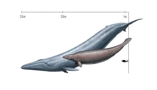 Size comparison of a modern blue whale (Balaenoptera musculus) and the extinct Perucetus colossus, known from a fossil discovered in Peru. Researchers initially estimated the mass of Perucetus as greater than that of a blue whale, based on its thick bones. A new estimate by paleontologists at UC Davis and the Smithsonian lowers this estimate, giving a body density more consistent with other aquatic mammals. Image by Cullen Townsend (cullentownsenddesign.com) 