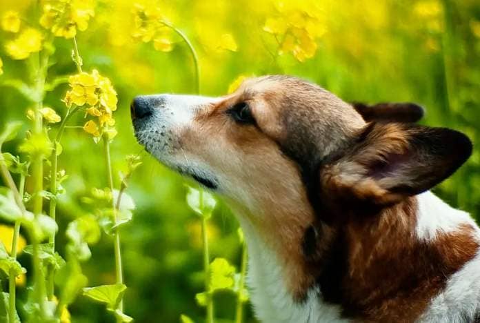 welsh corgi dog smelling at rape blossoms