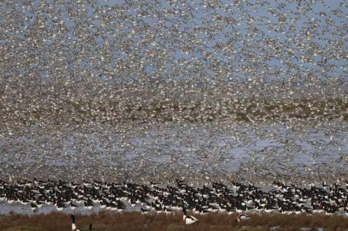Thousands of birds were spotted over RSPB Snettisham for the "Spectacular" <i>(Image: Gra Bloomfield)</i>
