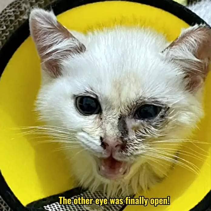 Kitten covered in yellow sticky substance makes stunning transfurmation after rescue, planet cat club, British Short Hair, 3