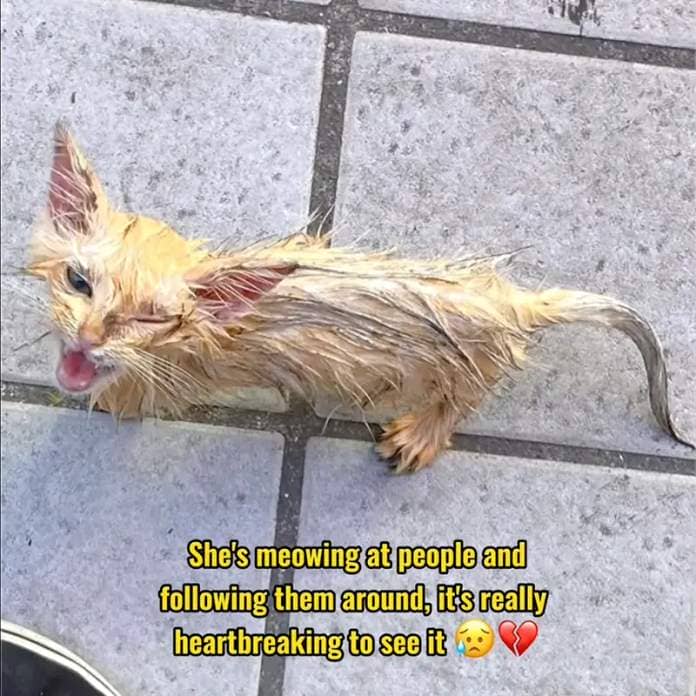 Sticky kitten meows on the sidewalk in an international country,