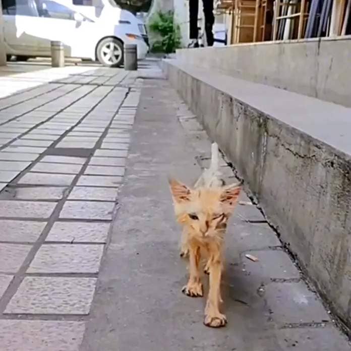 Sticky kitten approaches rescuers on a street 