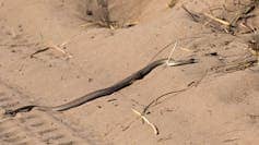A long black snake crawls across the sand