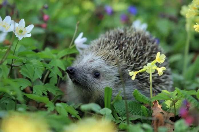 One of the tasks involves ensuring hedgehogs are safe <i>(Image: Canva)</i>