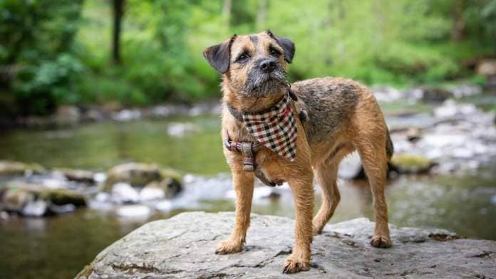 Border terrier with bandana standing on rock; they feature in the top 10 most popular dog breeds in the UK
