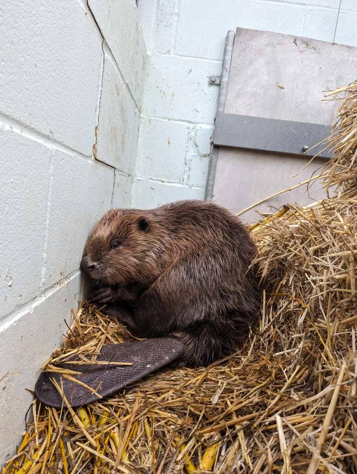 Beaver recovers at RSPCA centre