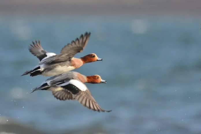 Wigeon, a colourful wintering wildfowl. Photograph: Arthur Duncan.