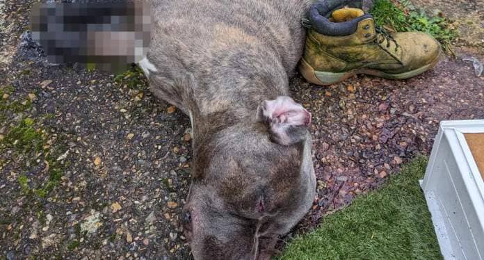An XL bully dog was found dead in south London. (SWNS)