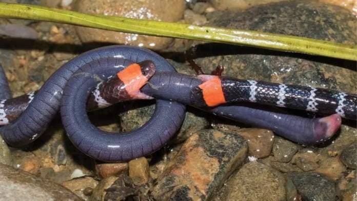 Two coral snakes food theft