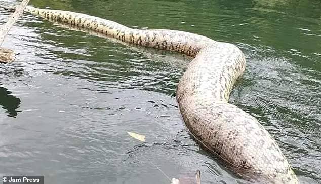 Biologist Professor Freek Vonk shared the news on Instagram, posting: 'With a lot of pain in my heart, I would like to let you know that the mighty big anaconda I swam with was found dead in the river'