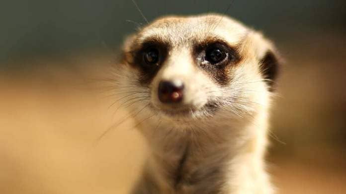 A meerkat (stock image)