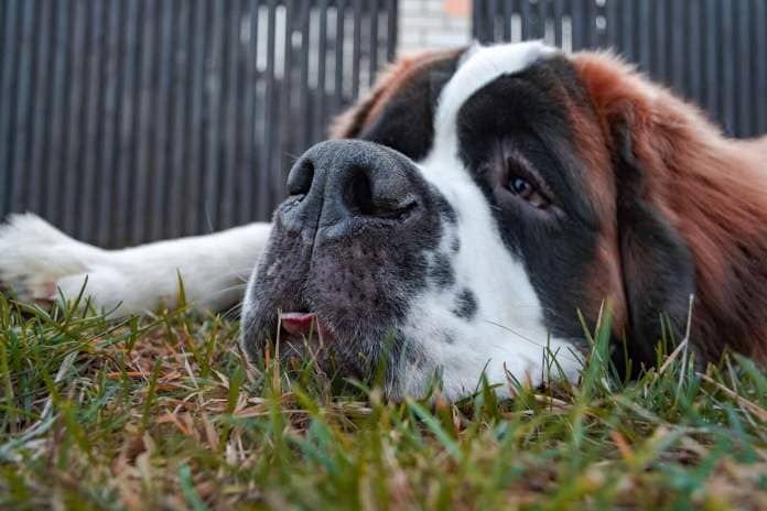 brown and white short coated dog lying on green grass during daytime