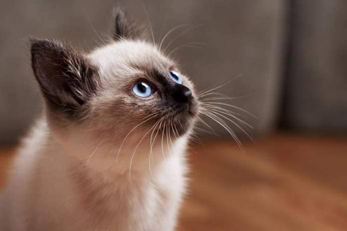 The Balinese cat breed has a stunning cat and a cute set of ears. They Balinese cat breed can live up to an impressive 22 years - and most of it will be spent following you around.