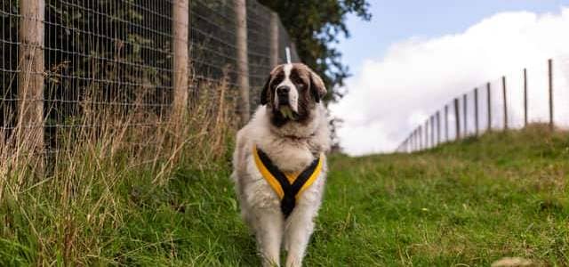 Dogs Trust Kenilworth has issued guidance ahead of Dog Theft Awareness Day. Picture supplied.