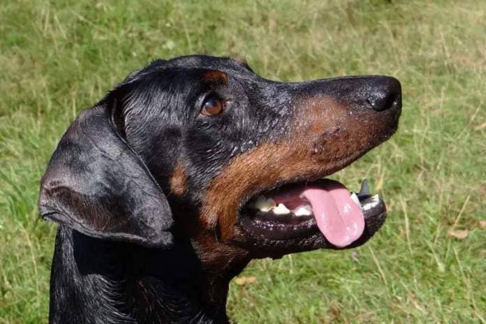 Dobermanns are usually fiercely loyal to their owners but that can also result in signs of aggression to strangers. Early socialisation is a must with this muscular breed.