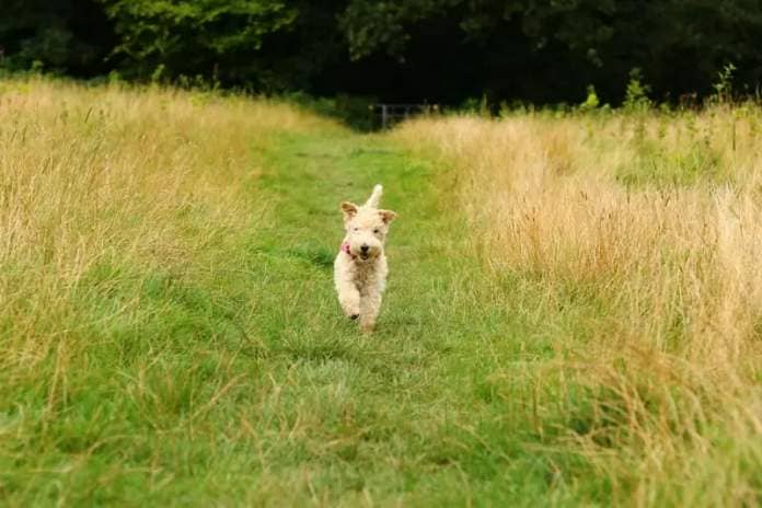 The ancestors of the Lakeland Terrier spent long days chasing predators away from livestock. Today they are idea for active dog owners who have allergies - they shed very little hair from their soft hypoallergenic coats and need at least two hours of exercise a day.