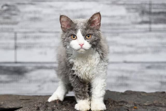 Patient and tolerant, the Selkirk Rex cat breed are not as attention seeking as other breeds. They do enjoy some playtime, but are quite content to stay chilled out.