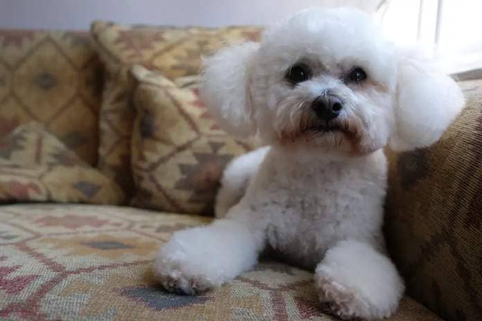 Bichon Frise sitting on couch