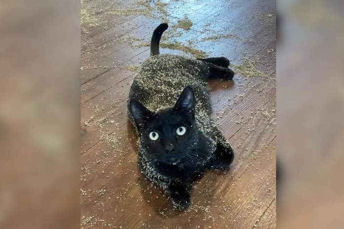 Black cat rolled in catnip