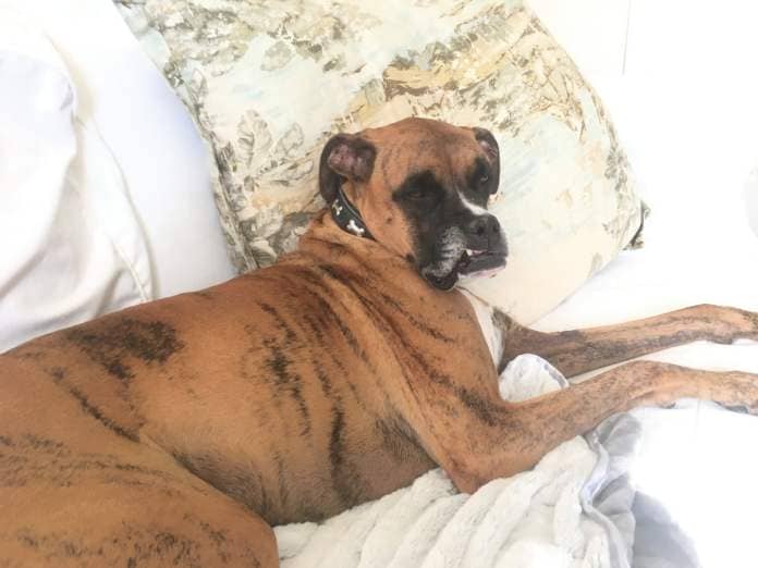 Boxer dog on couch