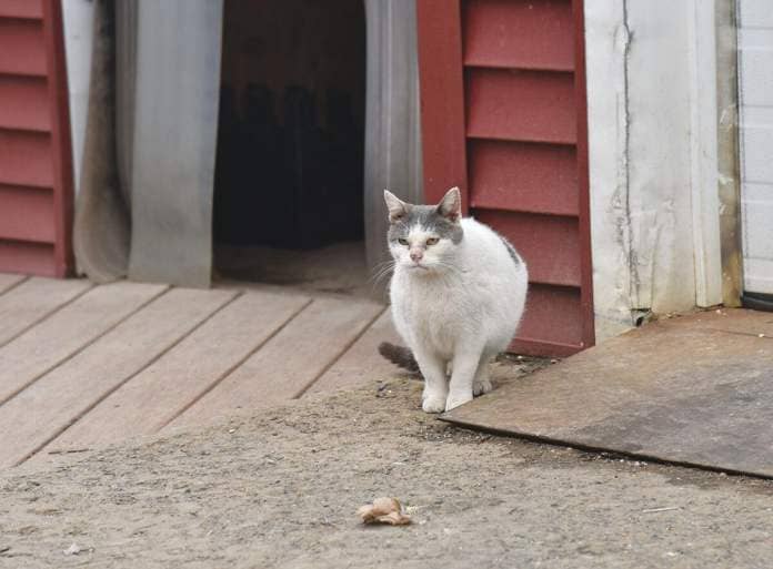 A cat standing on a porch.
