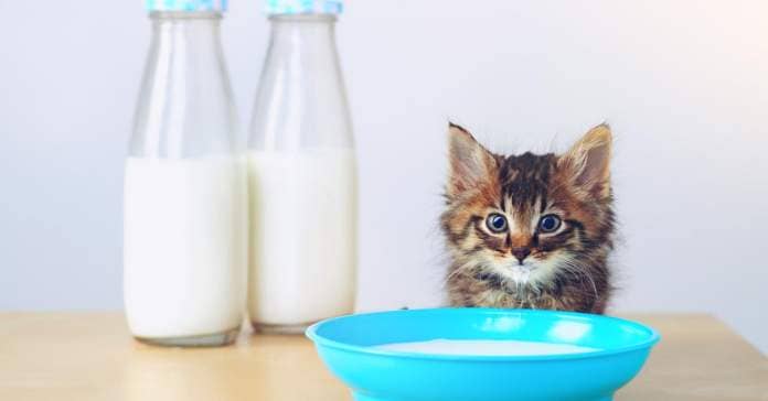 A kitten stands at a wood table in front of a blue bowl of milk and two containers of milk.