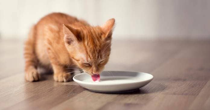 A young orange cat drinks milk from a white bowl on a hardwood floor.