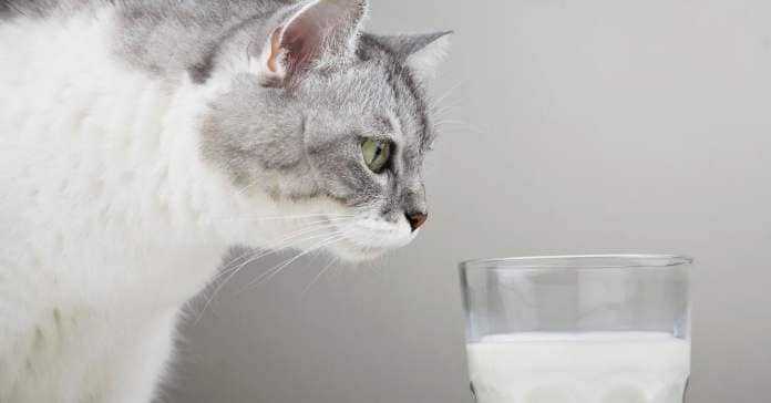 A white-and-gray cat sniffs a glass of milk.