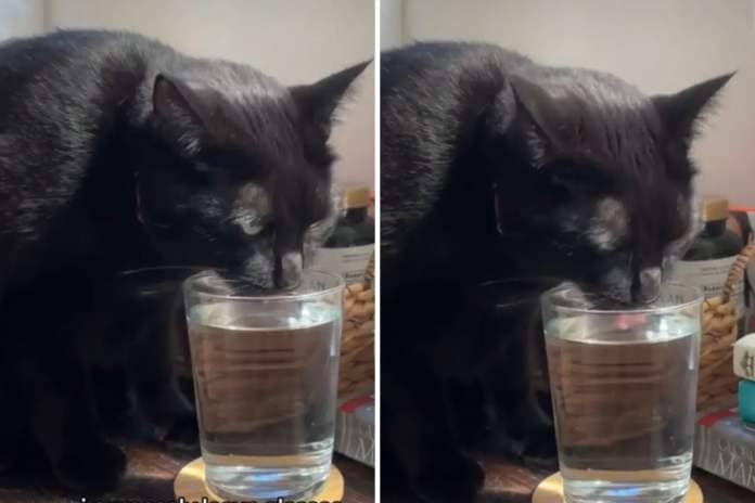 Cat drinking from water cup