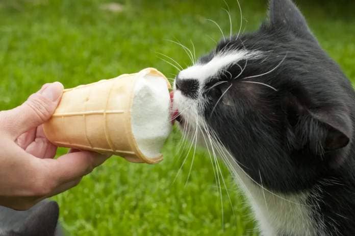 Cat licking ice cream.