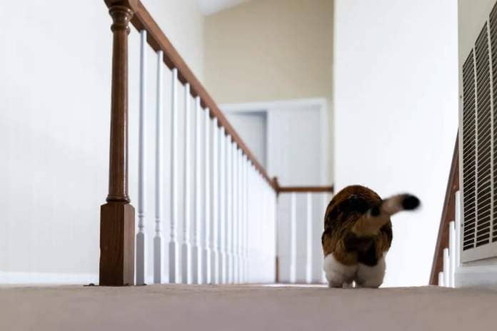cat struggle with new carpeted stairs