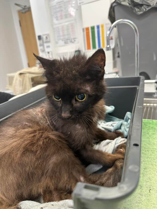 Do you recognise this cat from around Sheffield?