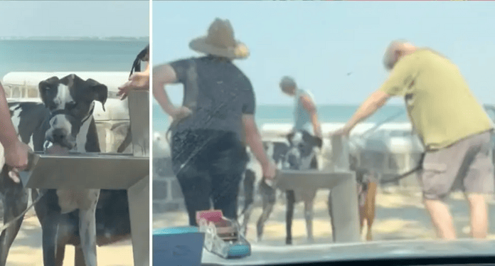 The large dog appeared to lick the faucet repetitively while drinking at Altona Beach (left). The couple allowed the dogs to drink from the bubbler (right). 