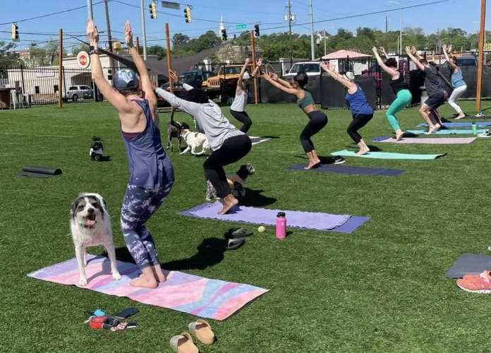 Dogs and their owners attend a Doga class, yoga with dogs, at Barks N Brews in Macon.