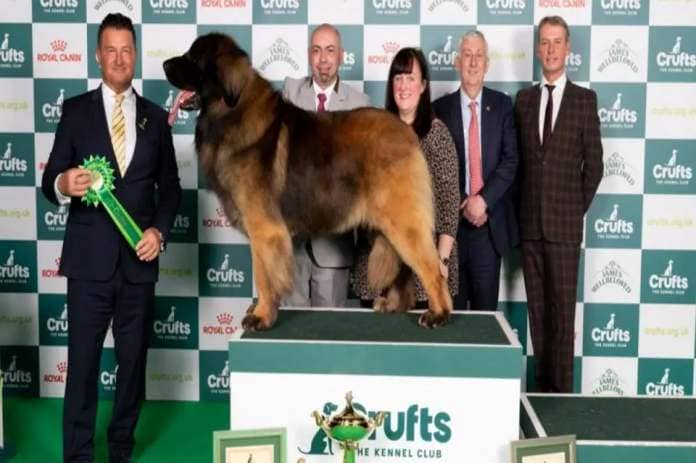 Neville the Leonberger from Great Yarmuouth has reached the Crufts dog show final <i>(Image: BeatMedia / The Kennel Club)</i>