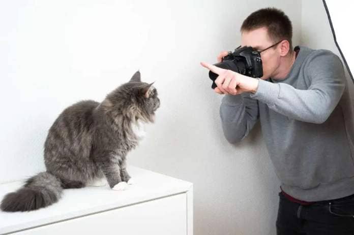 <p>Getty</p> A stock image of a cat posing for a photograph