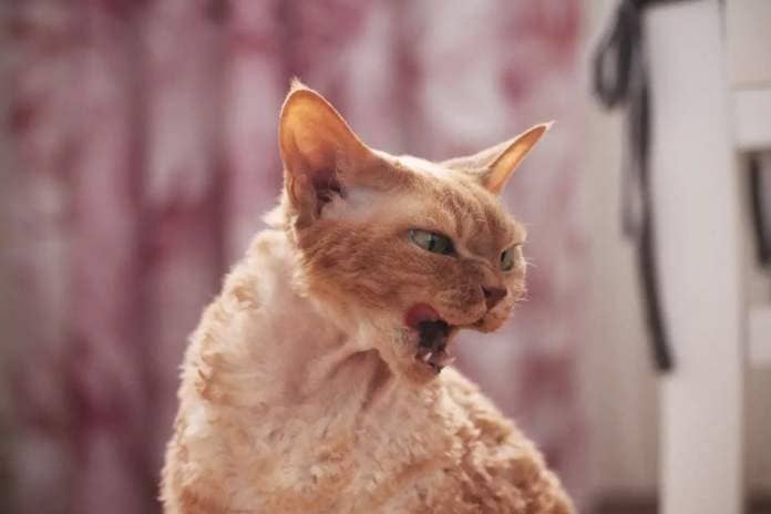 Devon Rex cat hissing with mouth open.