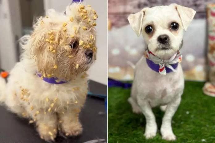 <p>Heather Hunt / SWNS</p> Crumpet the dog before and after her three-hour grooming session