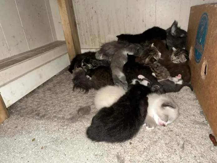 Several cats pictured at a home in Houston, B.C. More than 200 cats and kittens will be taken in by the B.C. SPCA in one of the largest animal intakes since the 1990s, senior officer Eileen Drever says.  (Submitted by BC SPCA - image credit)