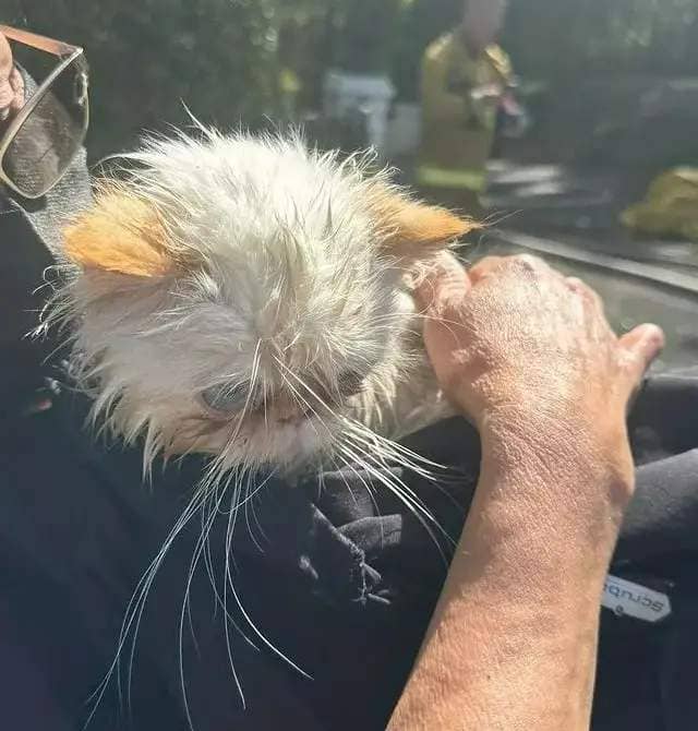 One of Cara's shell-shocked cats after being rescued from the blaze
