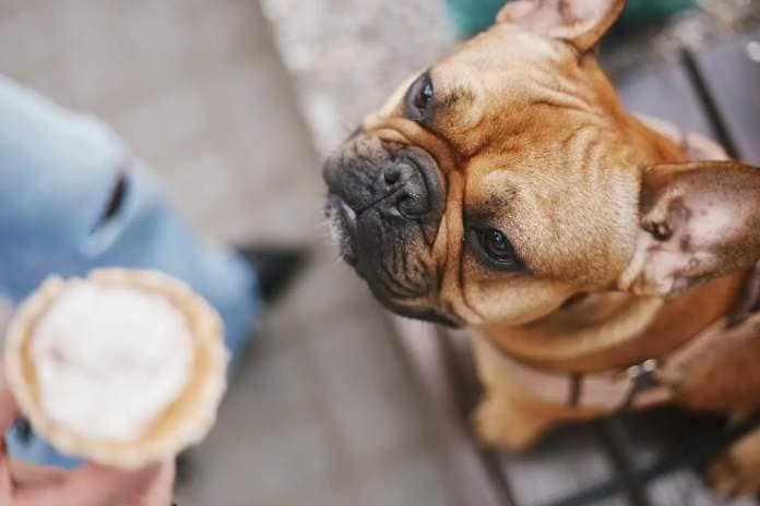 French bulldog looking at ice cream cone.