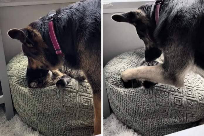 German shepherd instigates cat