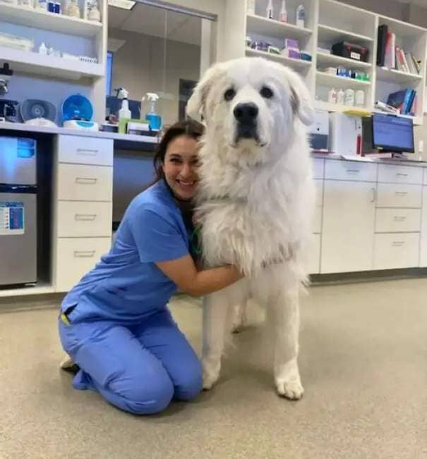 Jeter The Gentle Giant! Jeter Babcock Came To Visit Dr. White For His Preventative Wellness Exam. Jeter Is A 185-Pound Great Pyrenees