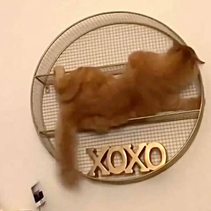 Plusha the ginger cat climbs the wall and falls from a circular bookcase, Mitay_cat