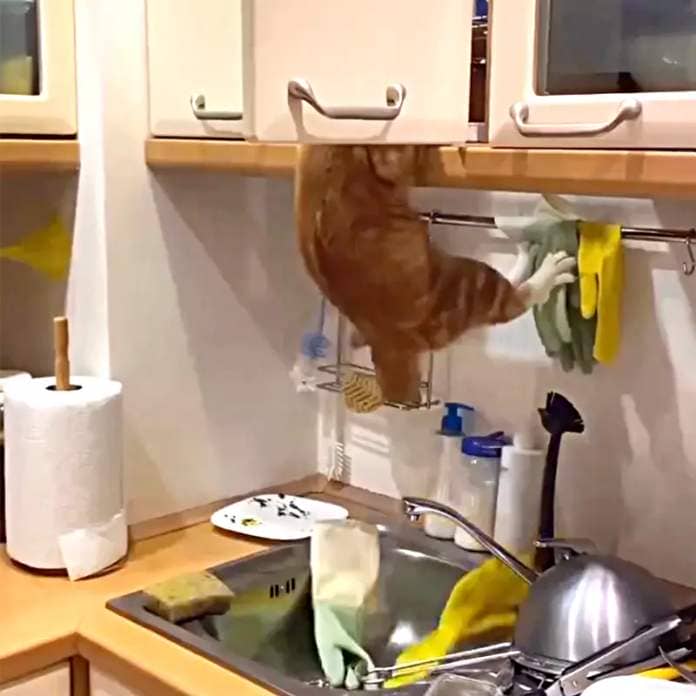Plusha the ginger cat leaps into a shelf above the kitchen sink and hangs down with his legs dangling