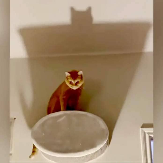 Plusha the ginger cat sits on the light fixture on the wall as a shadow is cast behind him, Vienna, Austria, Elizaveta Yadlovska, Mitay_cat
