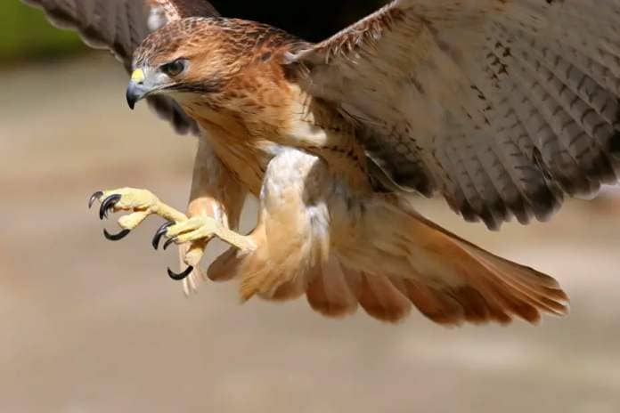 hawk tries to snatch kitten