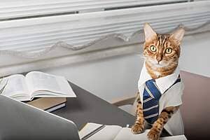 lawyer cat